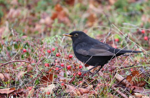 Merle noir (Turdus merula) / Pixabay